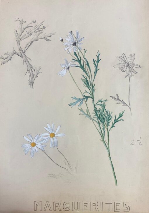 1950s French Post Impressionist Watercolor Painting White Marguerite Daisies