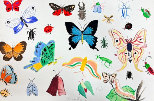 Mid Century French Illustration Sketches Of Different Butterflies & Insects