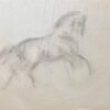 Anatomical Study of Horse Legs
