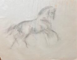Anatomical Study of Horse Legs