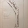 Original French Anatomical Study of Horse's Head and Neck
