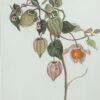 Fine Antique British Botanical Painting Alchechengi Lantern Flower Plant