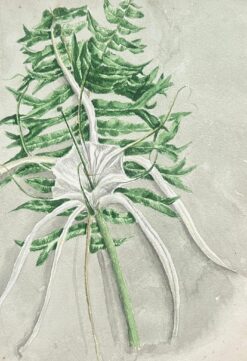 Fine Antique British Botanical Painting Fish Tail Plant and Spider Lily Plant