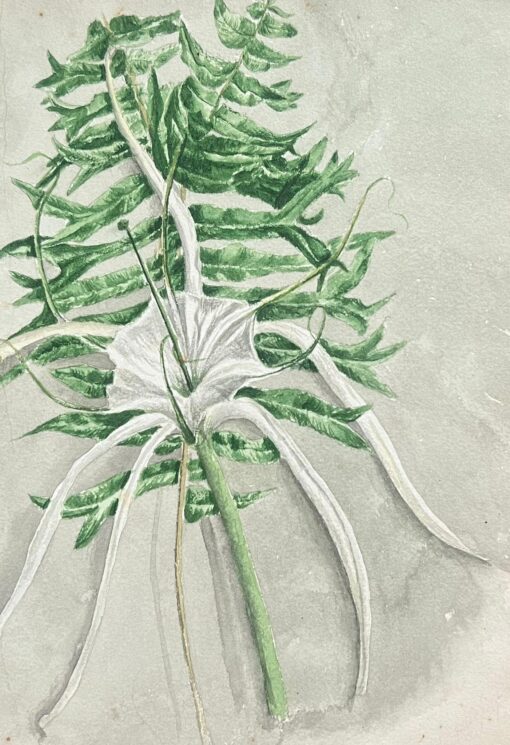Fine Antique British Botanical Painting Fish Tail Plant and Spider Lily Plant