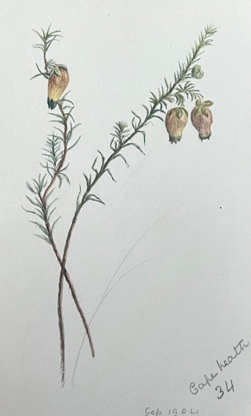 Fine Antique British Botanical Painting Yellow Aotus Ericoides Flower