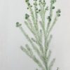 Fine Antique British Botanical Painting Styphelia Nesophila Green Plant