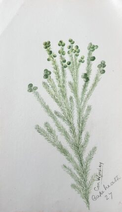 Fine Antique British Botanical Painting Styphelia Nesophila Green Plant