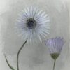 Fine Antique British Botanical Painting White Stem Flower and Purple Plant