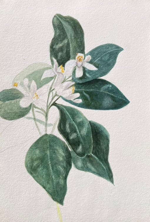 Fine Antique British Botanical Painting Orange Blossom