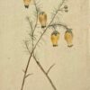 Fine Antique British Botanical Painting Yellow Menziesia Pilosa