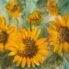 Sunflower Field in Montsi Abstract Watercolor Painting Contemporary British
