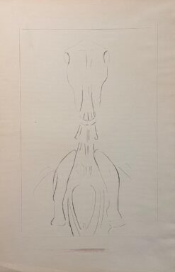 Original French Anatomical Study of Horse's Skull and Cervical Vertebrae