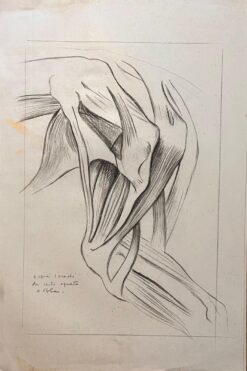 Original French Anatomical Study of Equine Leg Muscles