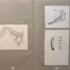 Original French Illustrations of an Equine Skeletal and Dental Structures