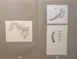 Original French Illustrations of an Equine Skeletal and Dental Structures