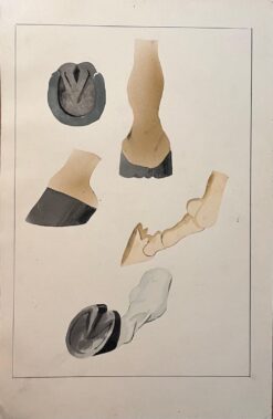 Original French Anatomical Study of Horse's Hoof