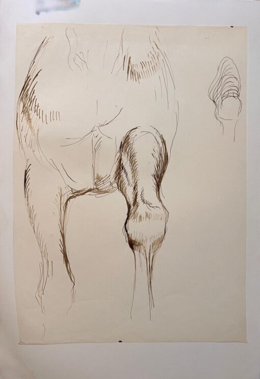 Original French Anatomical Study of a Horse's Stride