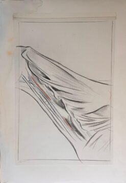 Original French Anatomical Study of a Horse's Limb