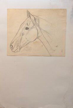 Original French Anatomical Pencil Study of Horse's Head