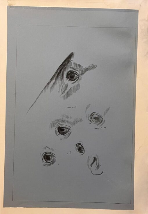 Original French Anatomical Pencil Study of a Horse's Eye's and Nose