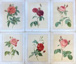La Redoute French Vintage Set of 6 Roses Flower Prints - Ideal Interiors Set