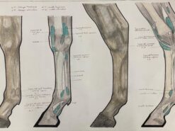 Anatomy Drawing of a Horse - Original French Artwork Equestrian Anatomy Study