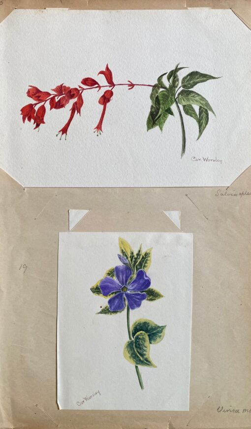 Set Of Two Fine Antique British Botannical Watercolour Paintings, circa 1900's