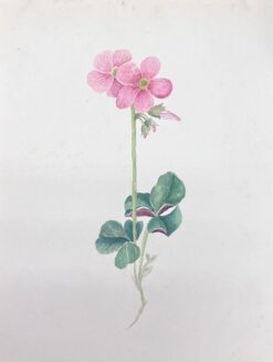 Fine Antique British Botanical Watercolour Painting Pink Oxalis Flower