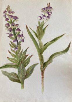 Fine Antique British Botannical Watercolour Painting, circa 1900's