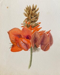 Fine Antique British Botannical Watercolour Painting, circa 1900's