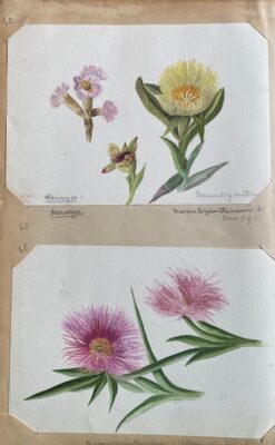 Set Of Two Fine Antique British Botannical Watercolour Painting, circa 1900's