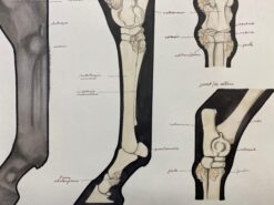 Anatomy Drawing of a Horse - Original French Artwork Equestrian Anatomy Study