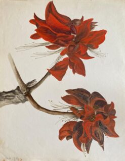 Fine Antique British Botannical Watercolour Painting, circa 1900's Red Flower