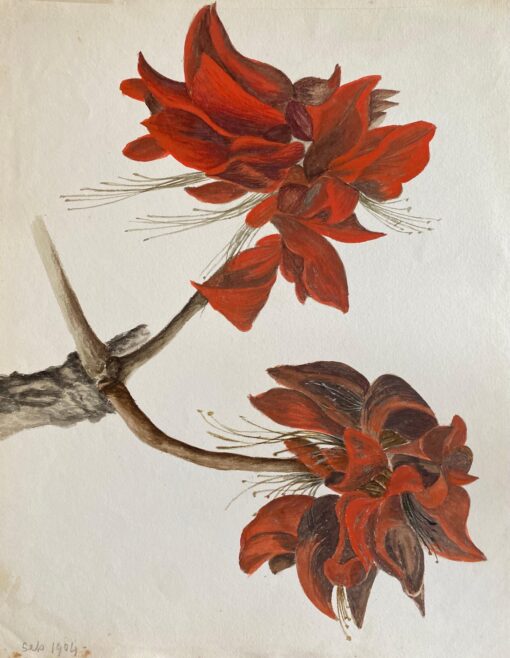 Fine Antique British Botannical Watercolour Painting, circa 1900's Red Flower