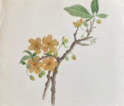 Fine Antique British Botannical Watercolour Painting, circa 1900's