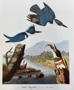 Large Classical Bird Color Print after John James Audubon - Belted Kingfisher