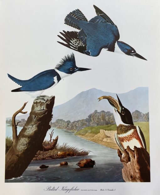 Large Classical Bird Color Print after John James Audubon - Belted Kingfisher