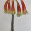 Fine Antique British Botannical Watercolour Painting, circa 1900's