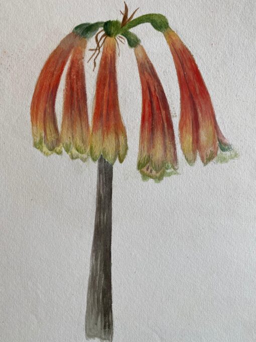 Fine Antique British Botannical Watercolour Painting, circa 1900's