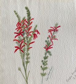 Fine Antique British Botannical Watercolour Painting, circa 1900's