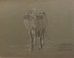 British Chalk Pencil Sketch of a Cow Stood Face On Portrait