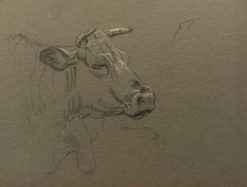 British Chalk Pencil Sketch of a Portrait of a Detailed Cow's Face