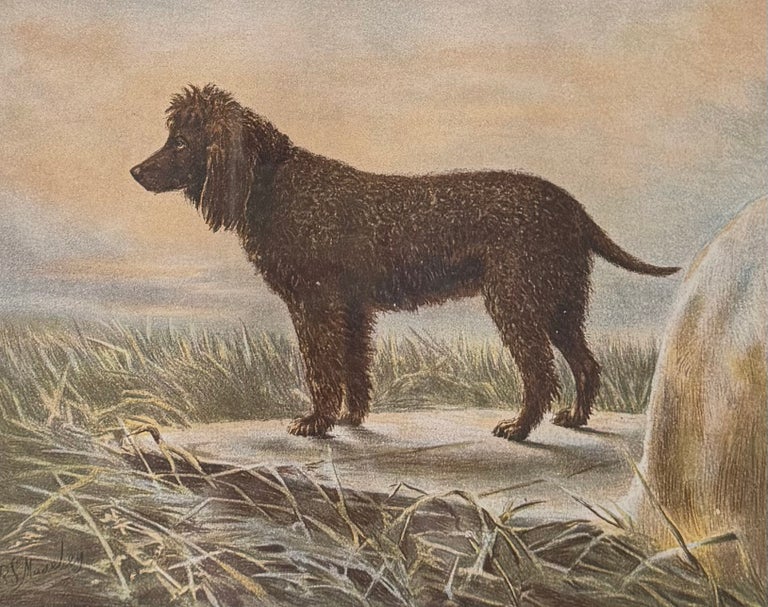 Irish Water Spaniel 19th Century Chromolithograph from Cassell's Book Of Dogs - Image 2