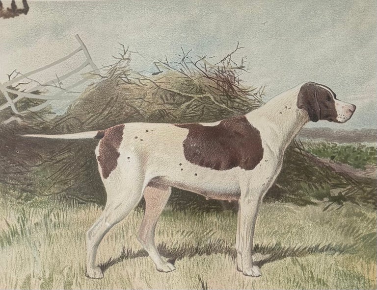 Pointer 19th Century Chromolithograph from Cassell's Illustrated Book of the Dog - Image 2