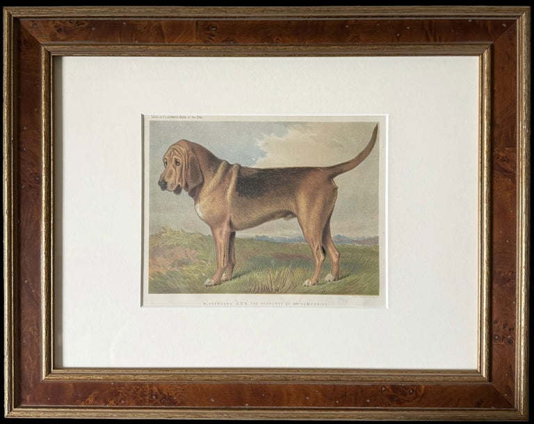 Bloodhound 19th Century Chromolithograph from Cassell's Illustrated Book