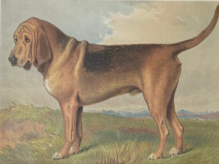Bloodhound 19th Century Chromolithograph from Cassell's Illustrated Book - Image 2