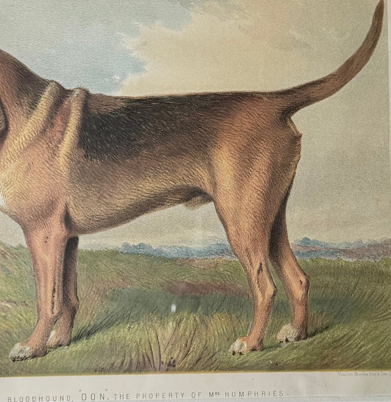 Bloodhound 19th Century Chromolithograph from Cassell's Illustrated Book - Image 3