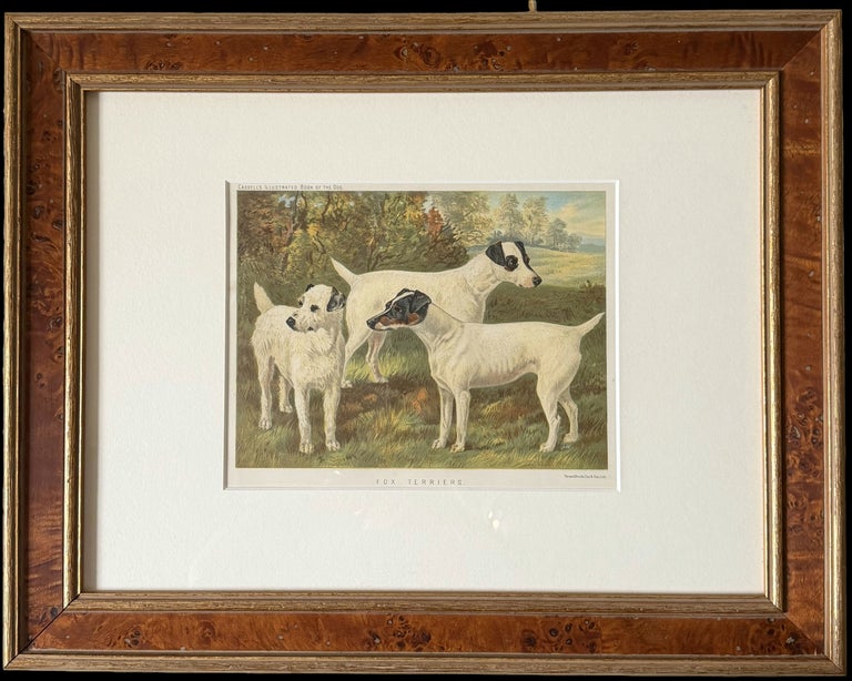 Fox Terriers 19th Century Chromolithograph from Cassell's Illustrated Book
