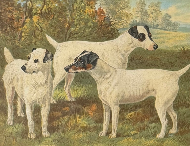 Fox Terriers 19th Century Chromolithograph from Cassell's Illustrated Book - Image 2