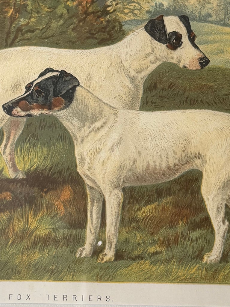 Fox Terriers 19th Century Chromolithograph from Cassell's Illustrated Book - Image 3